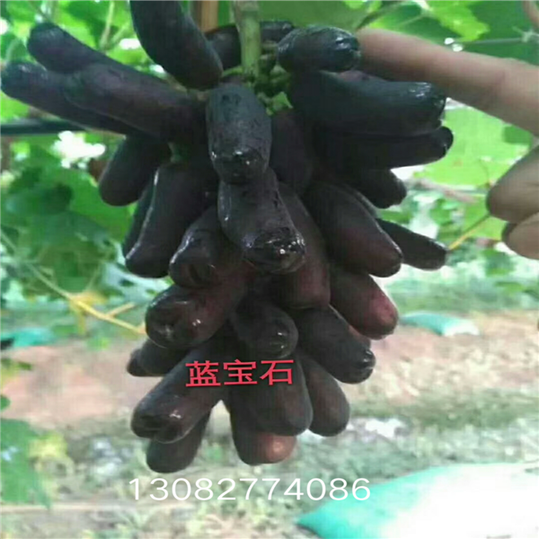 山東葡萄苗基地 哪有葡萄苗