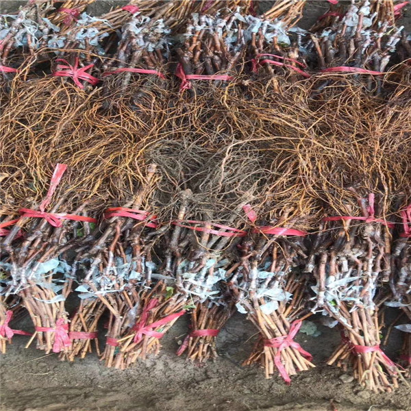 陽(yáng)光玫瑰葡萄苗 哪買葡萄苗