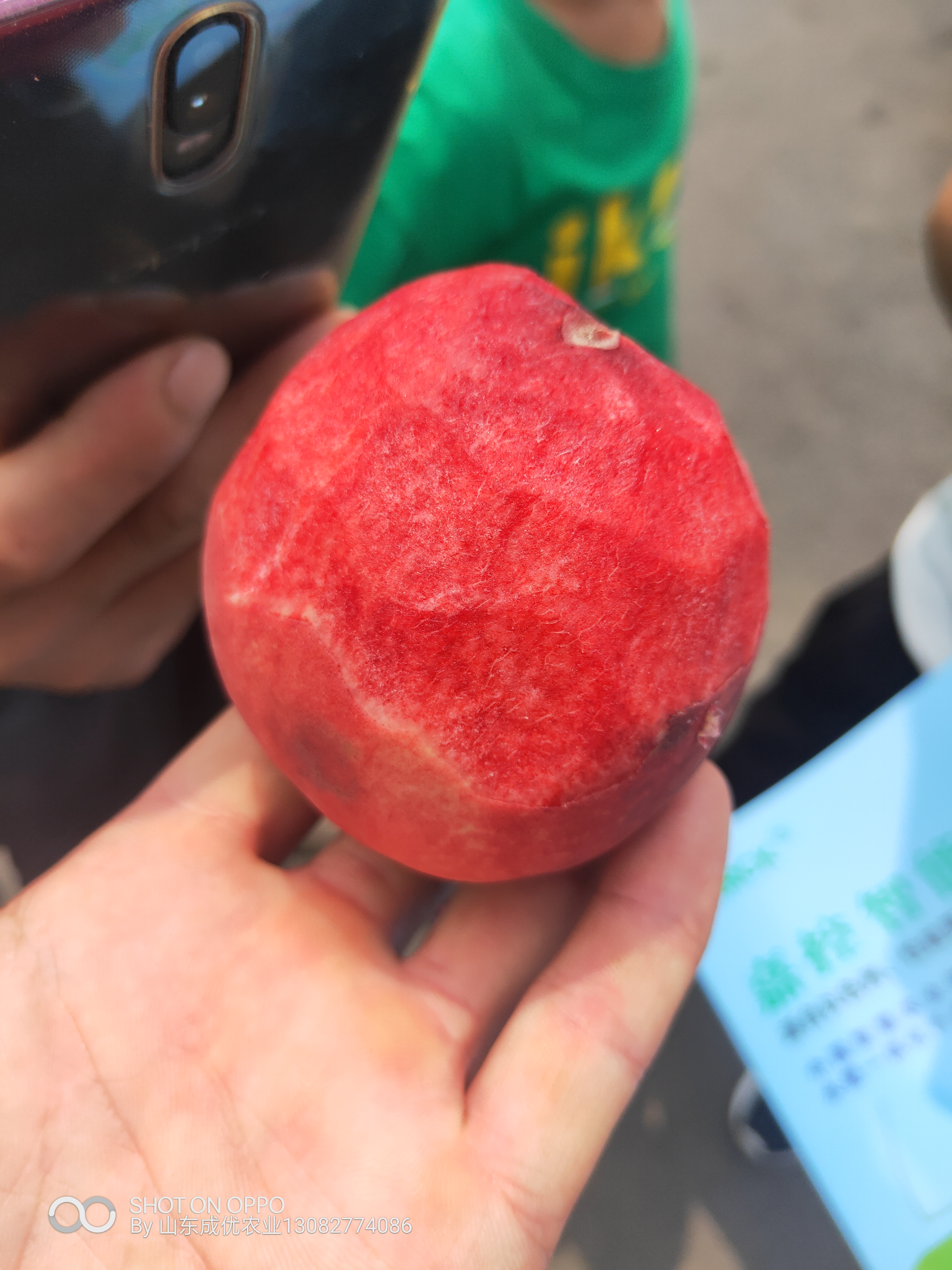 李子苗新品種 蜂蜜李子苗基地1公分李子苗