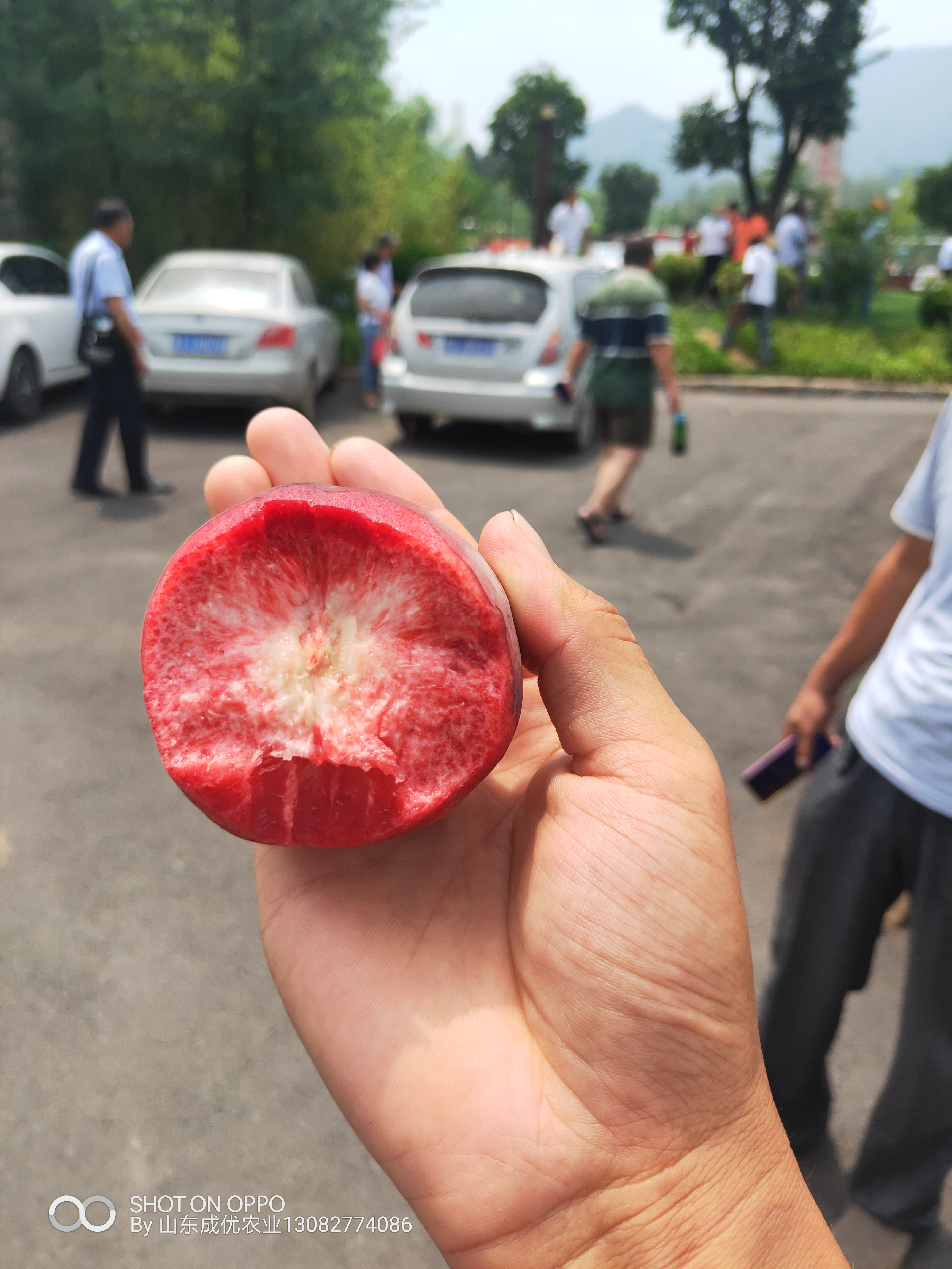 哪里出售李子苗 蜂蜜李子苗价格李子苗出售基地