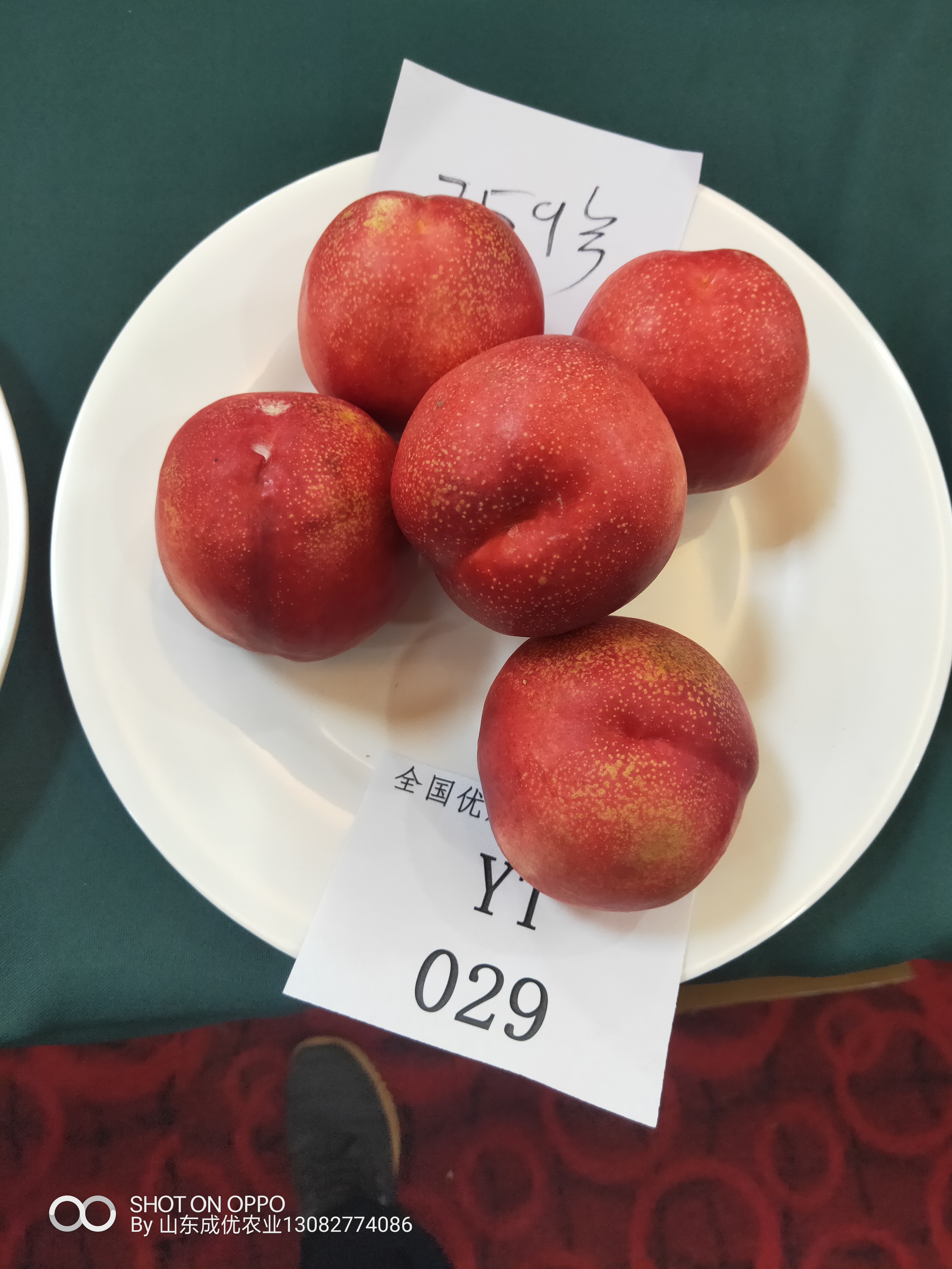 李子苗新品種 四川李子苗批發李子苗出售基地
