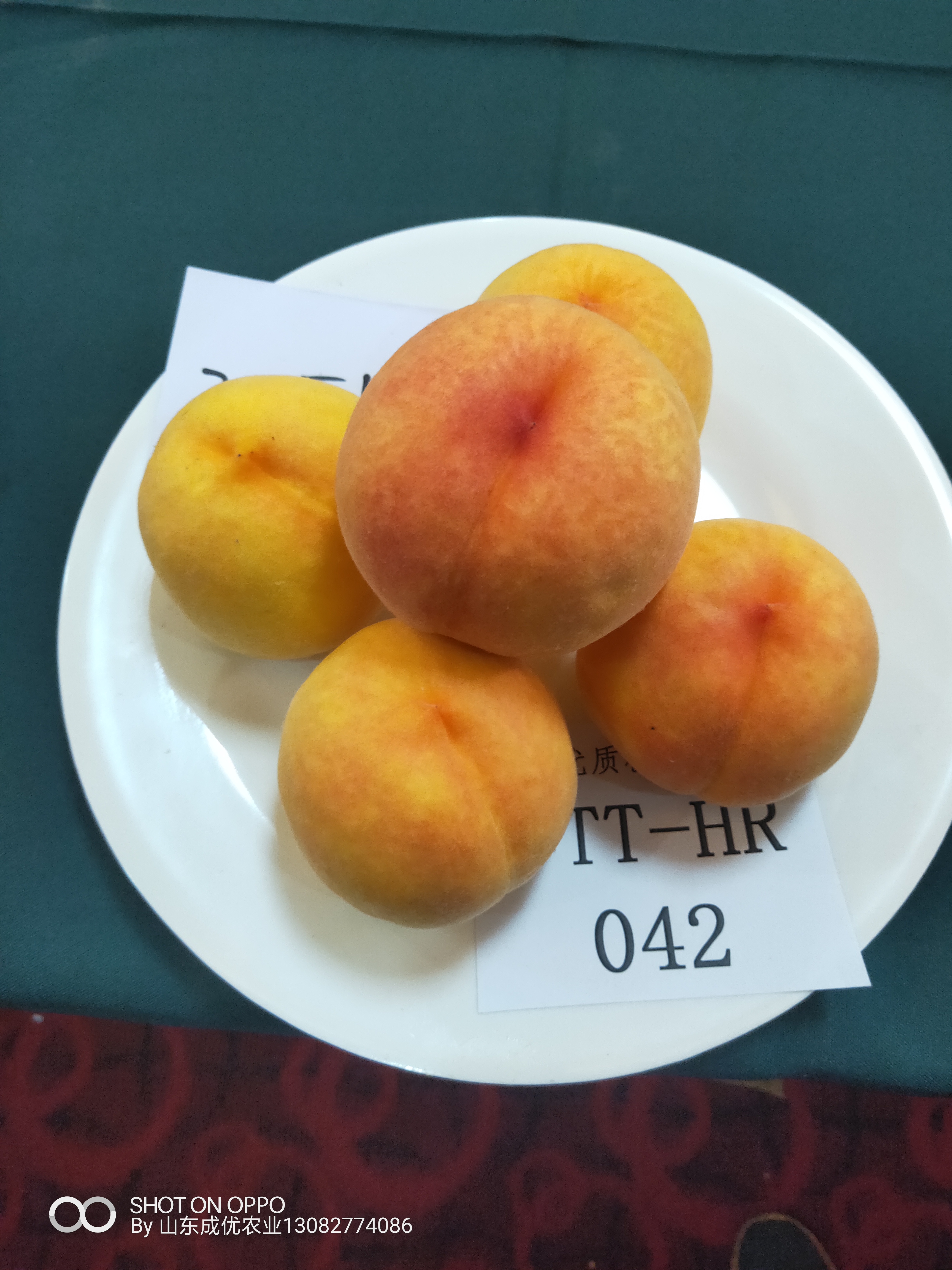 李子苗新品種 東北抗寒晚熟李子苗西梅李子樹苗