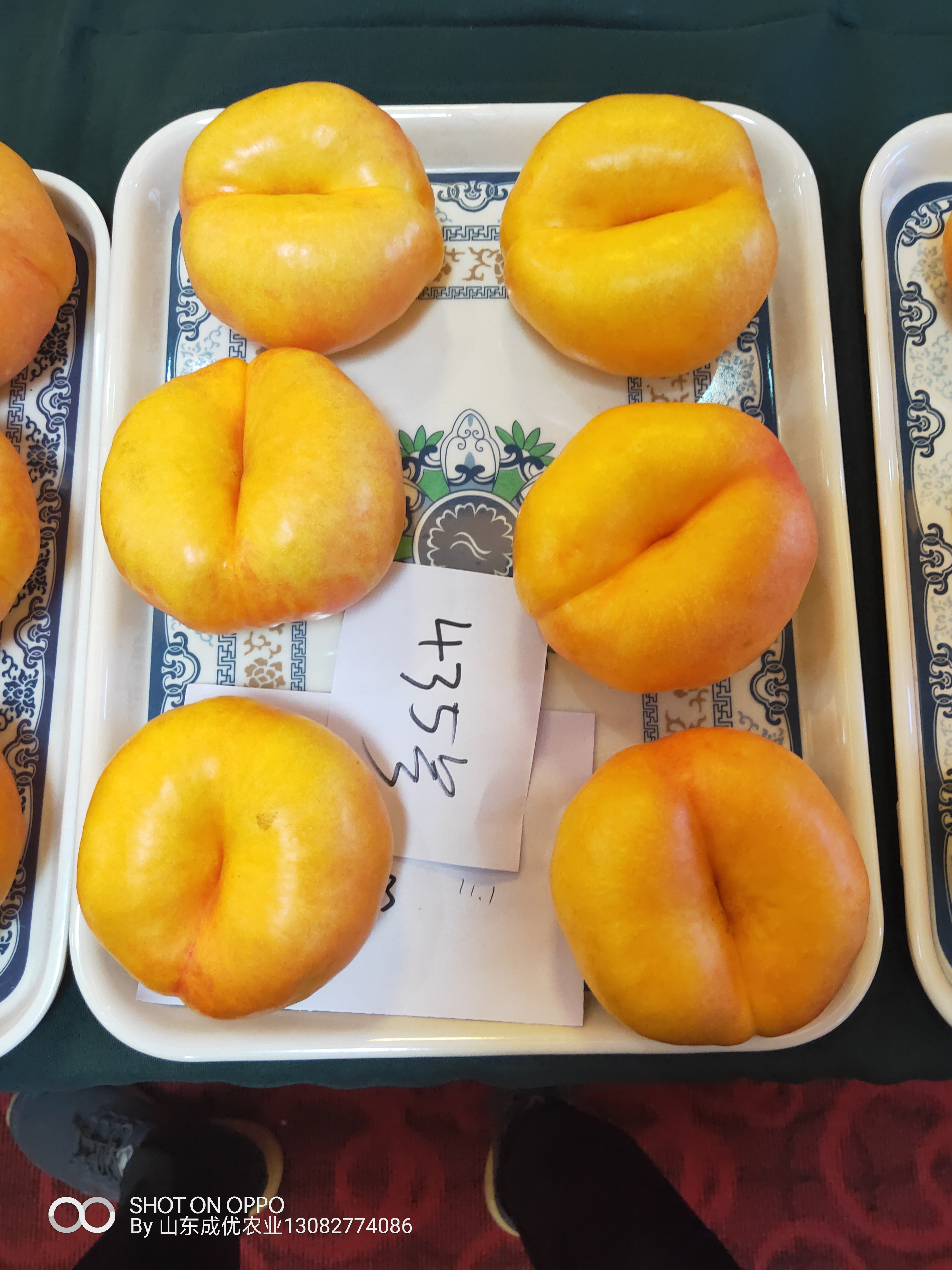 李子苗新品種 四川李子苗基地西梅李子苗