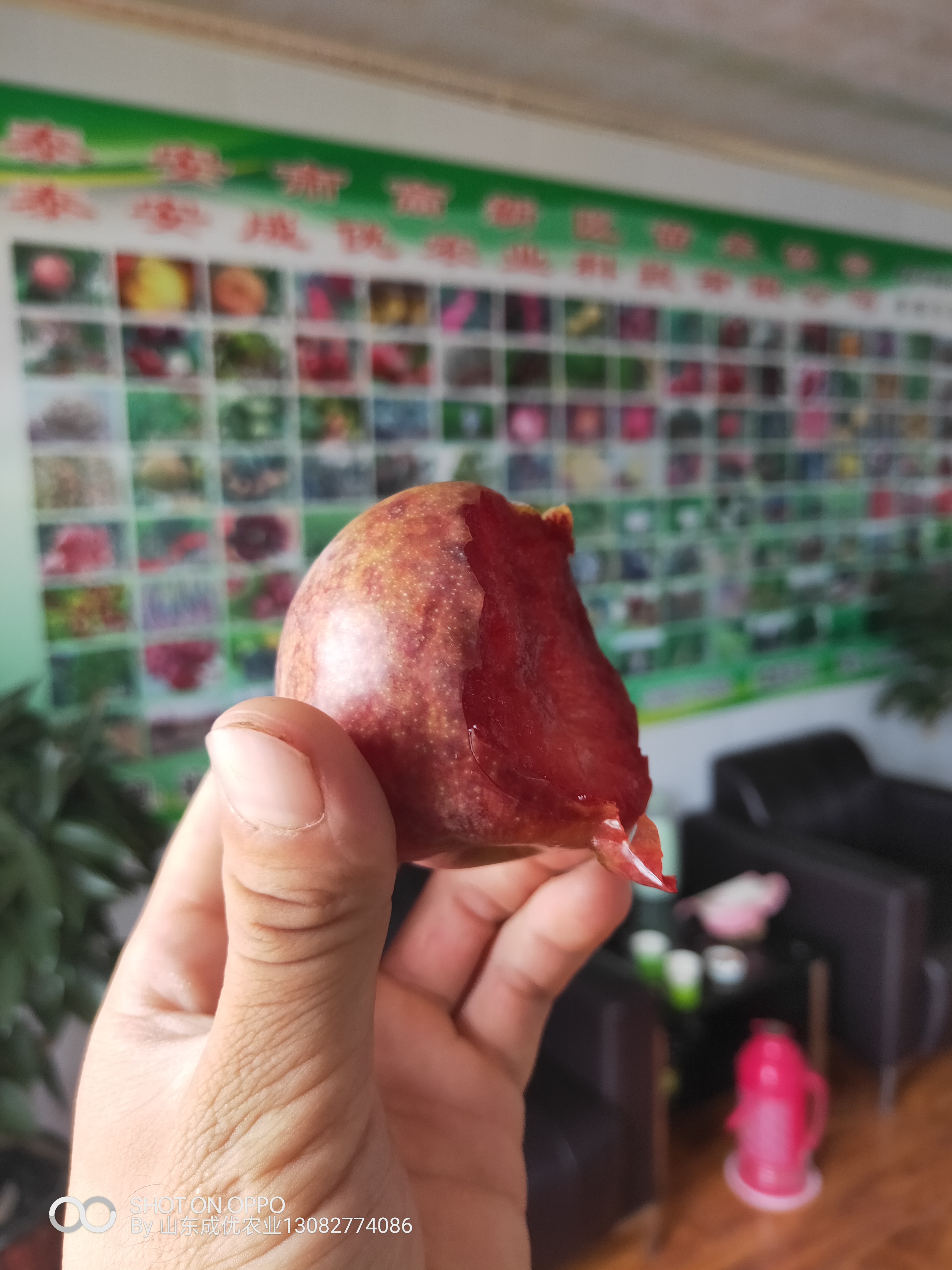 蜂糖李子苗 蜂糖李子苗批發(fā)李子苗基地