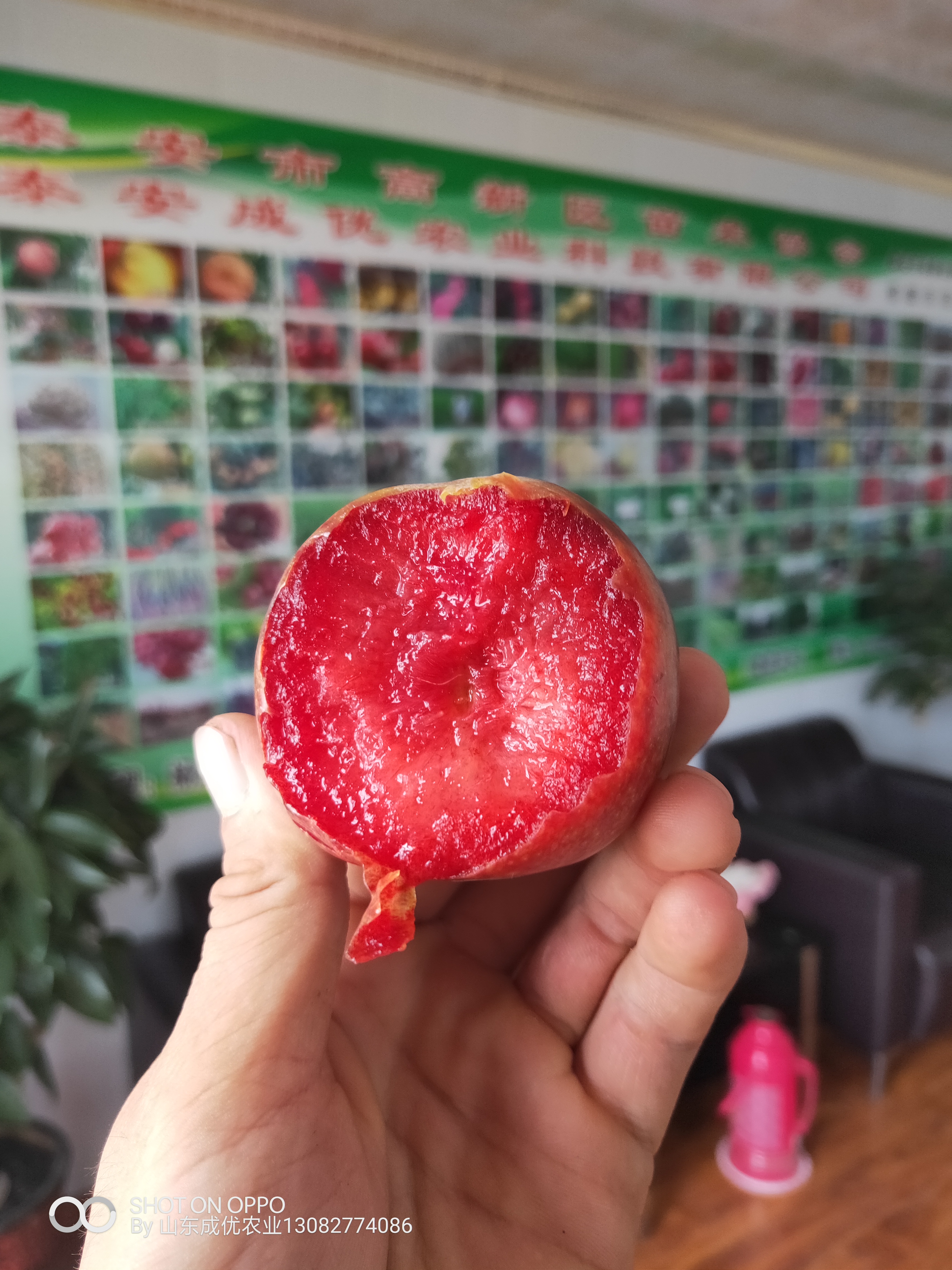 風(fēng)味玫瑰李子苗 李子苗種植技術(shù)李子苗出售基地