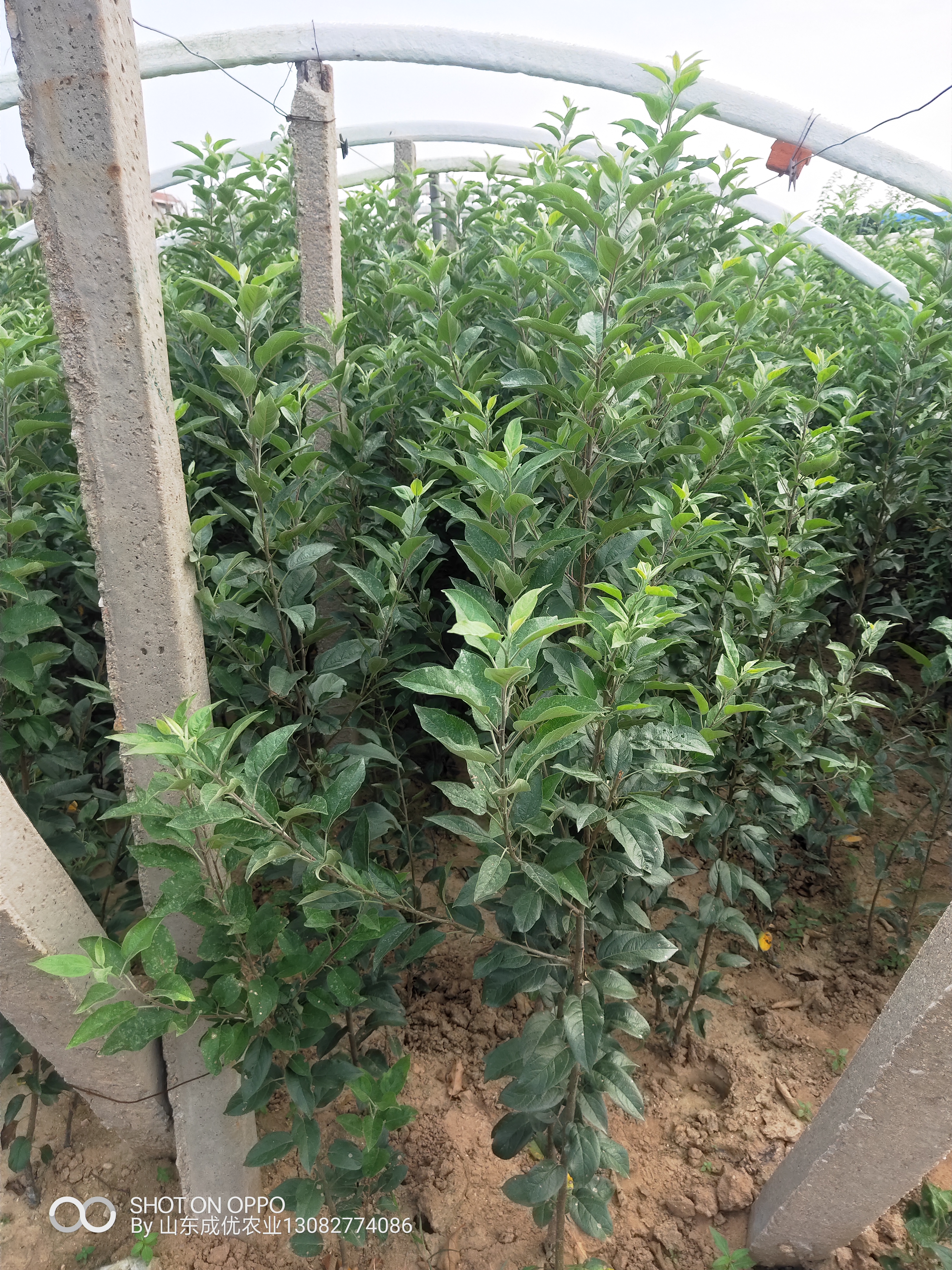 國(guó)豐李子苗 蜂蜜李子苗報(bào)價(jià)1公分李子苗