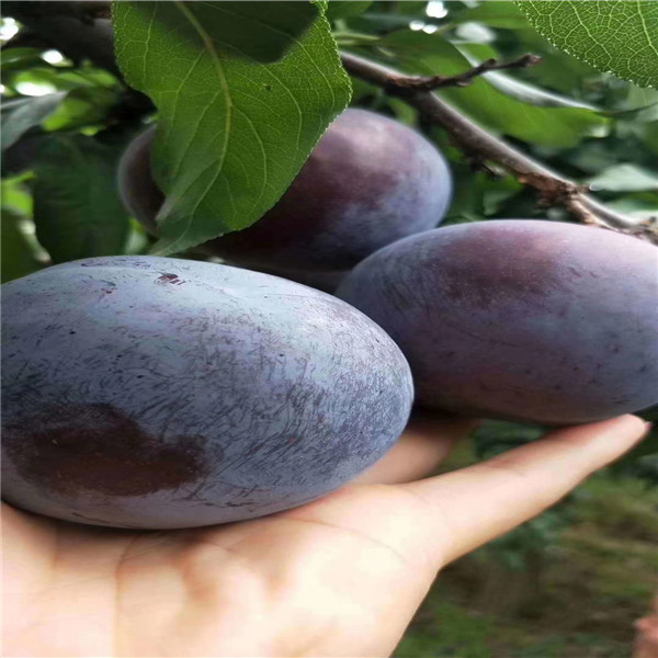 李子苗報(bào)價(jià) 東北抗寒晚熟李子苗1公分李子苗