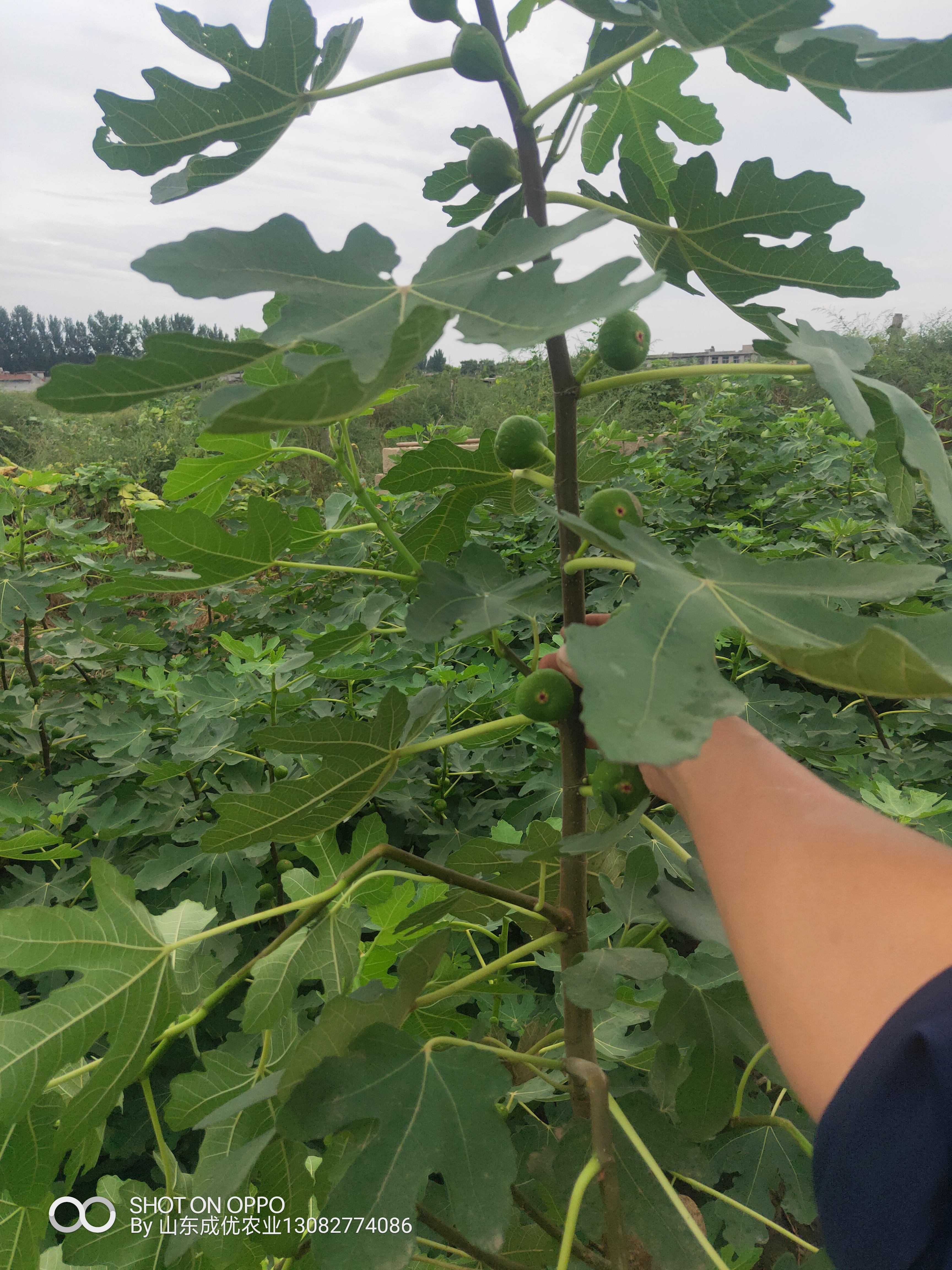 山东无花果基地 威海无花果树苗价格