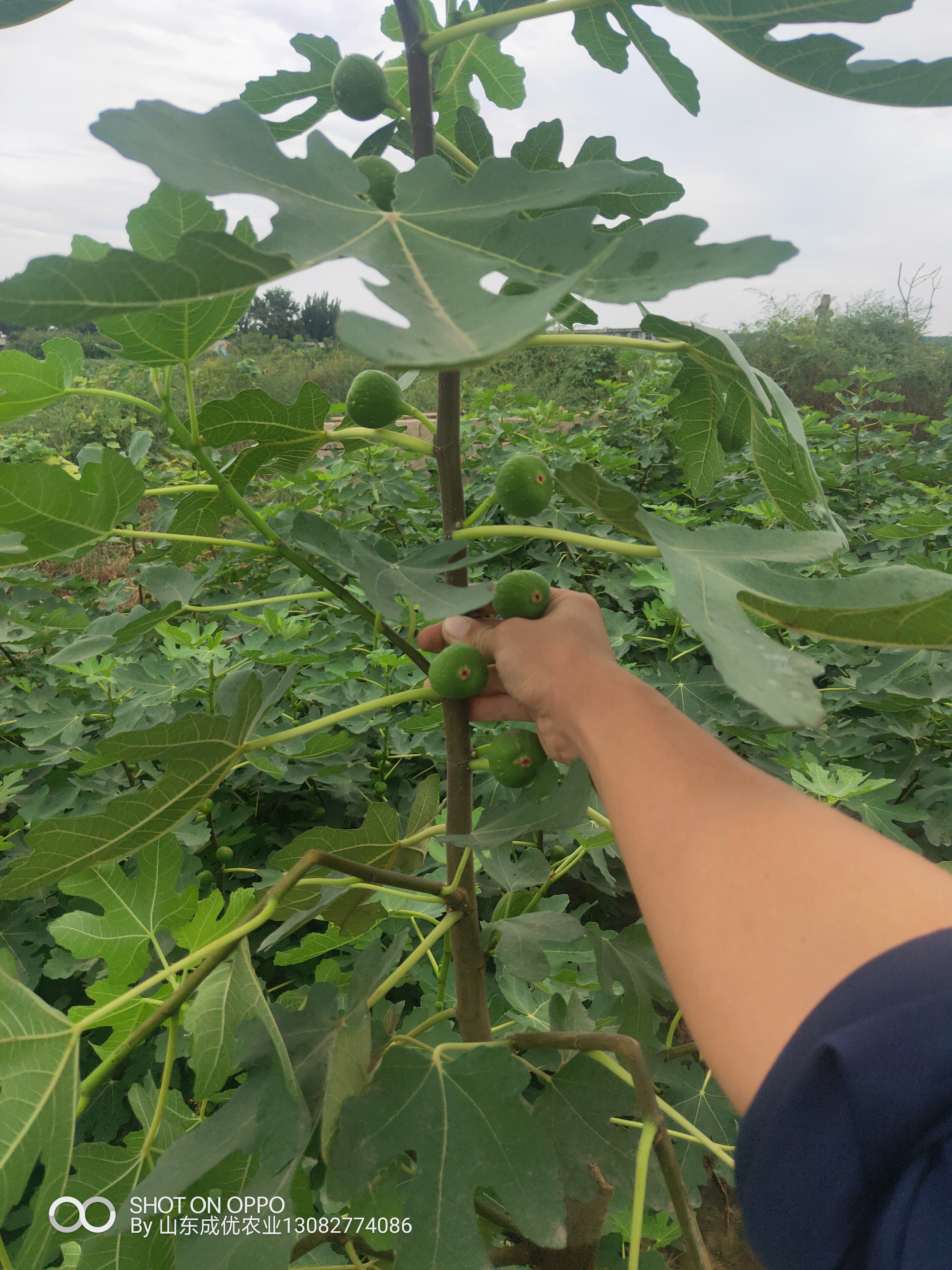 波姬紅無花果 威海無花果樹苗價(jià)格