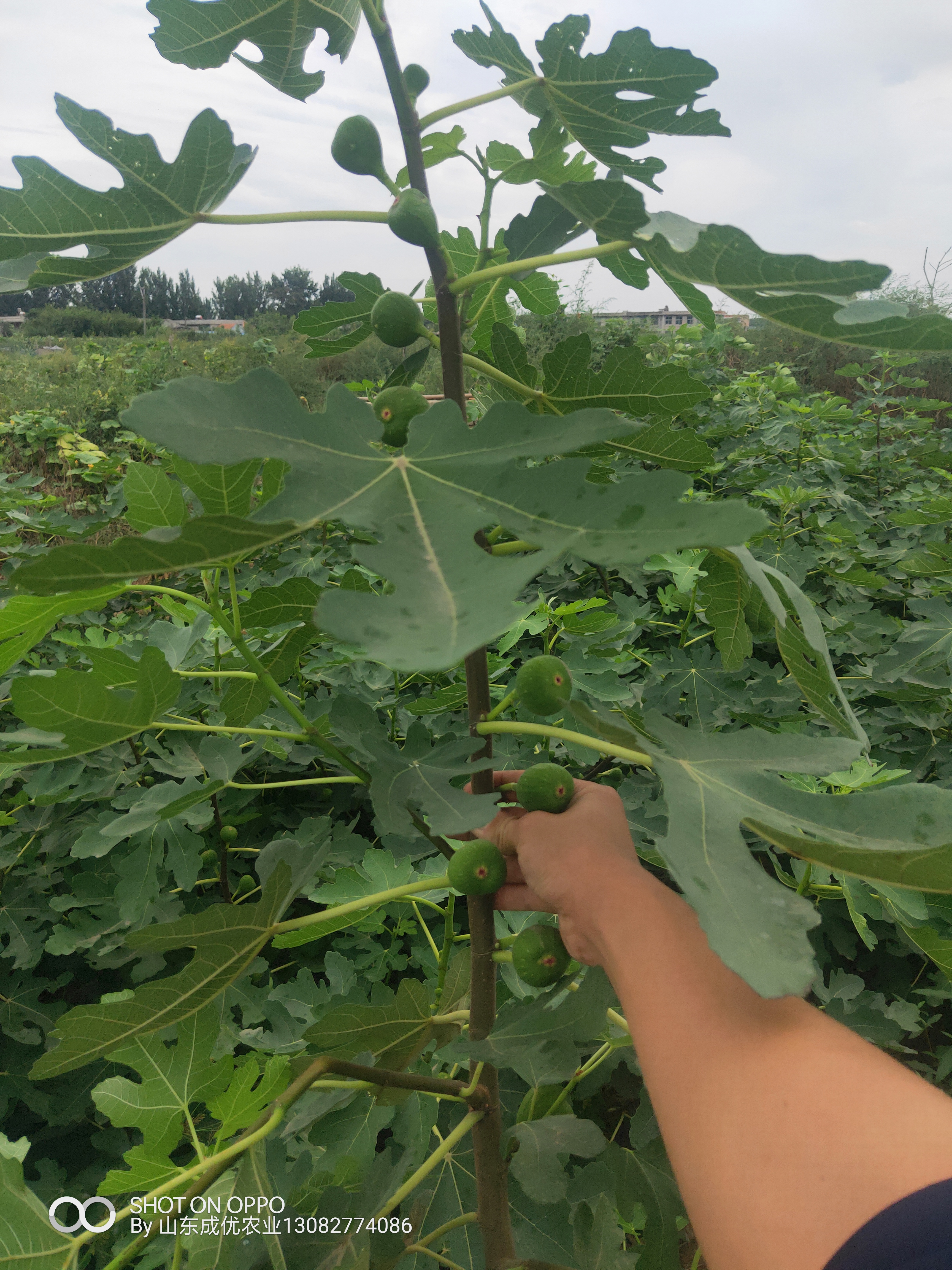 哪里賣無花果樹苗 無花果樹苗多少錢