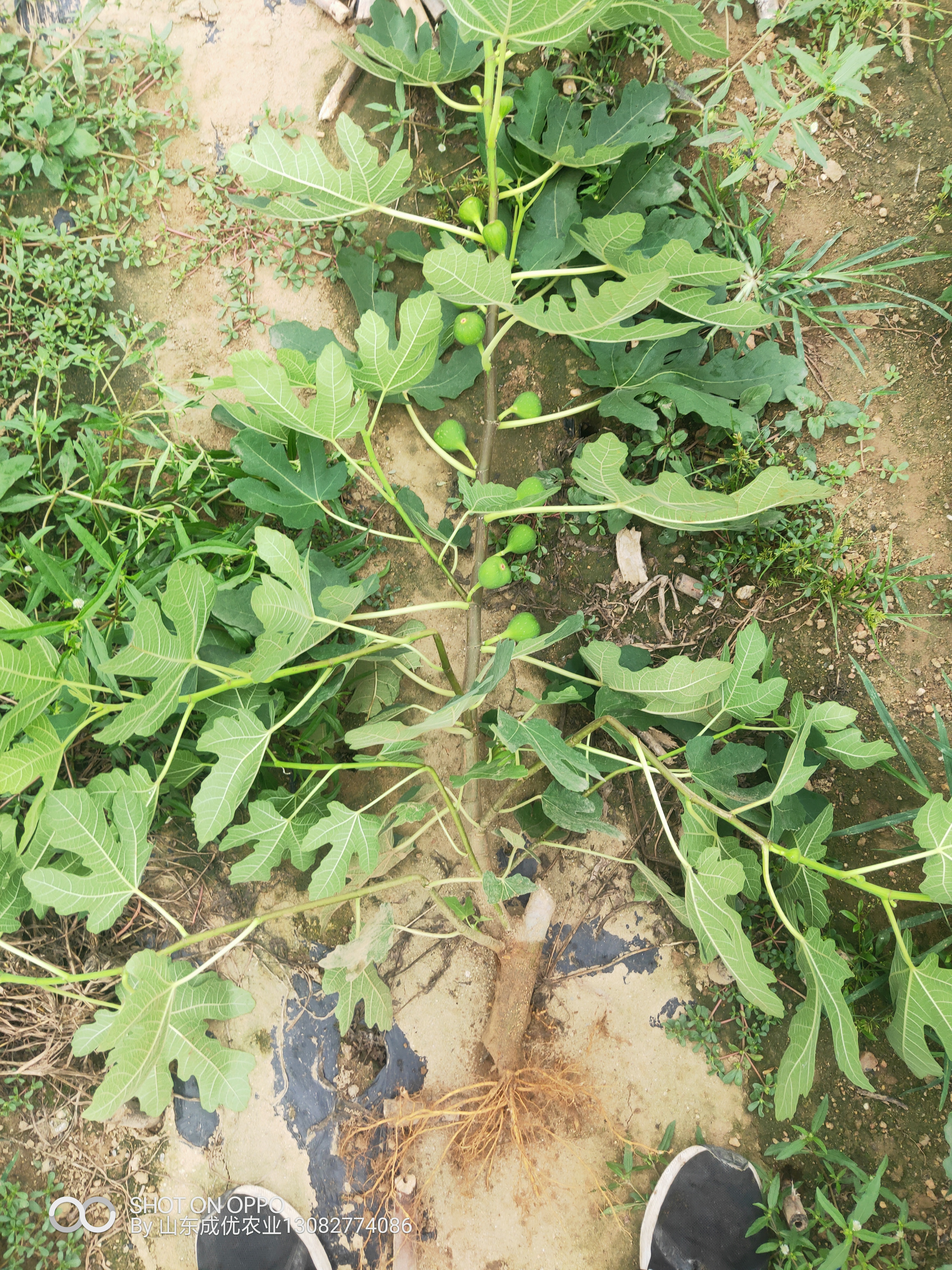 哪里賣(mài)無(wú)花果苗 無(wú)花果樹(shù)苗多少錢(qián)一棵