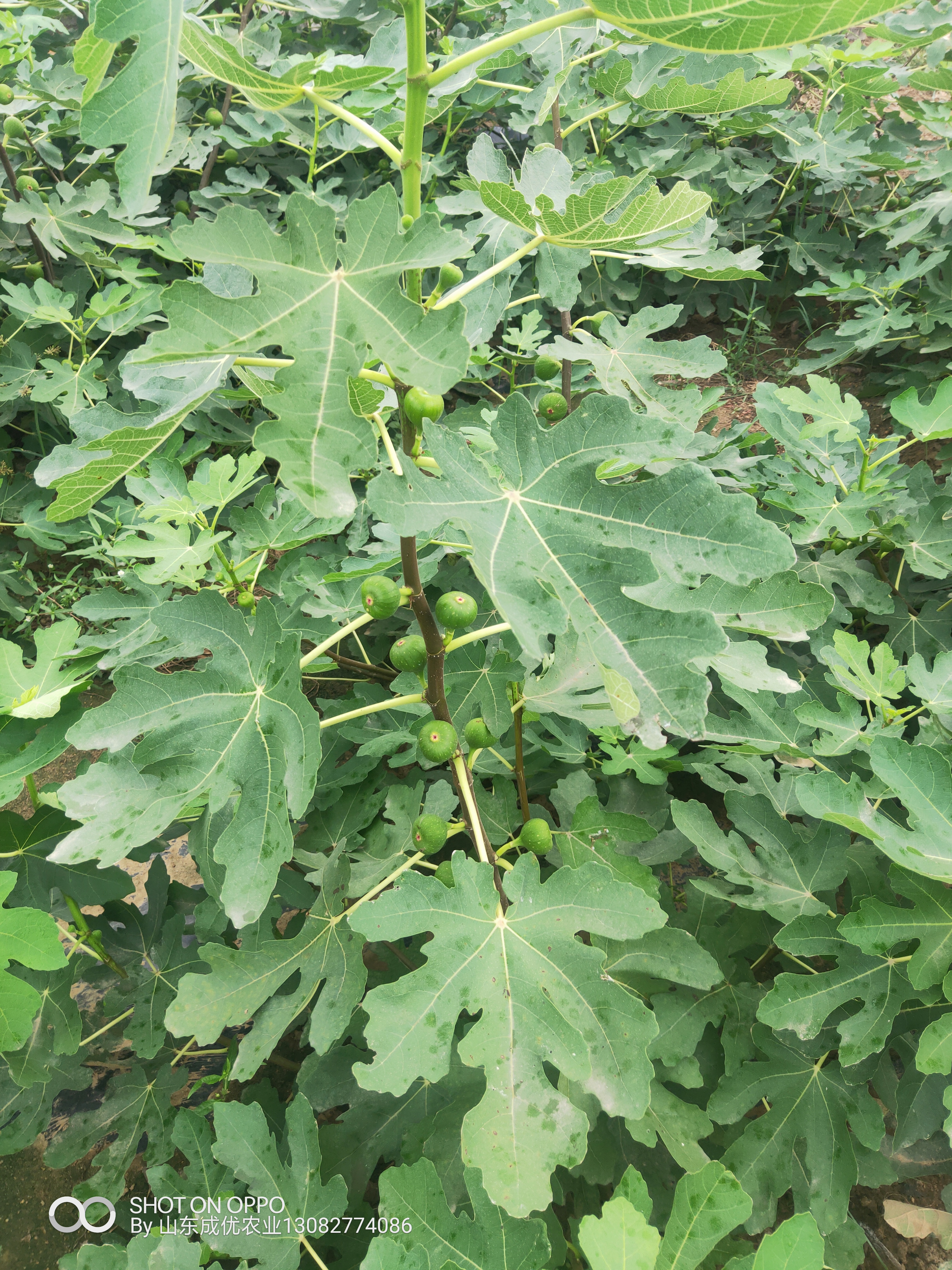 哪里批發(fā)無(wú)花果苗 四川無(wú)花果樹(shù)苗價(jià)格