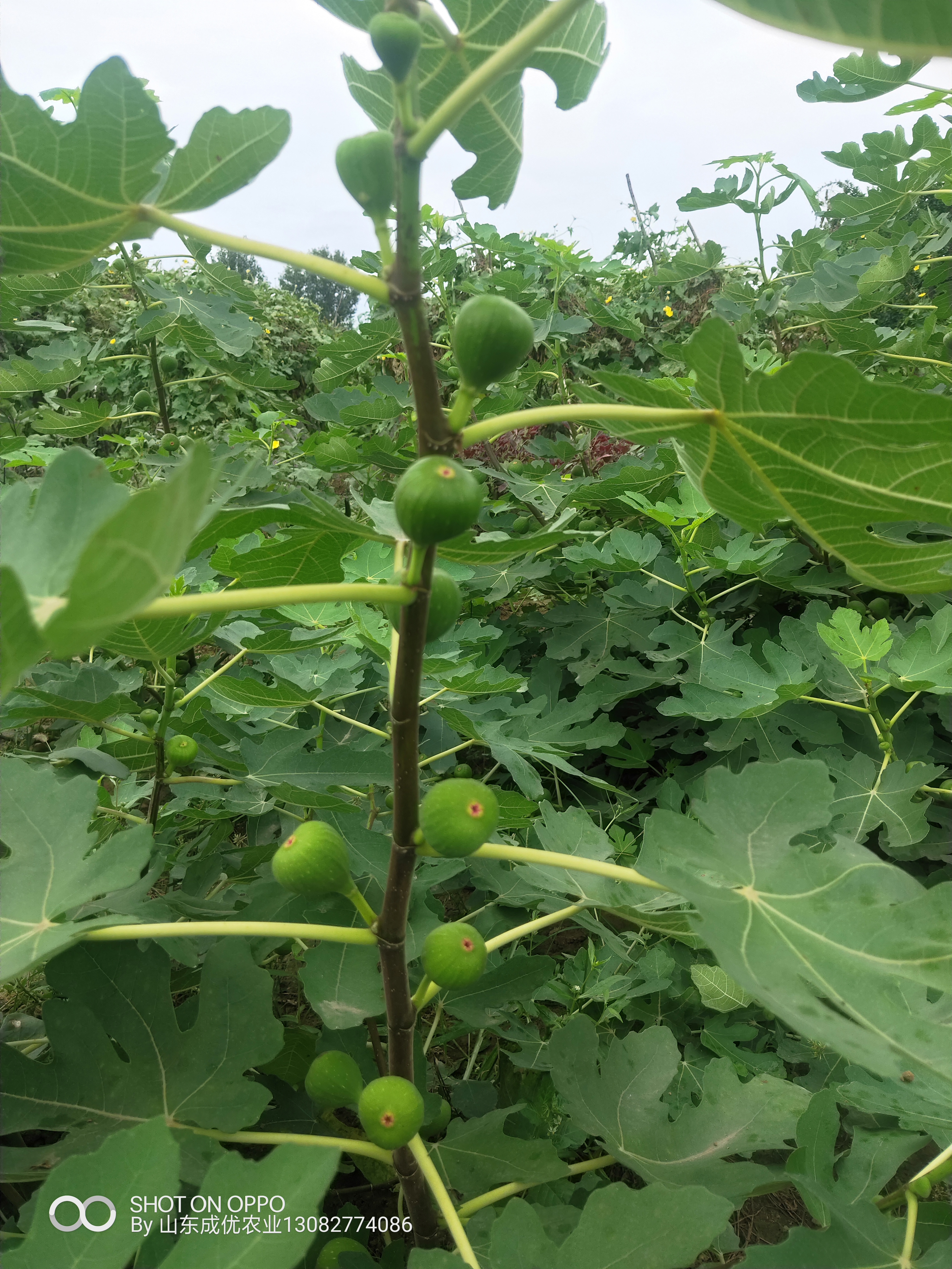 无花果价格 无花果树苗种植条件