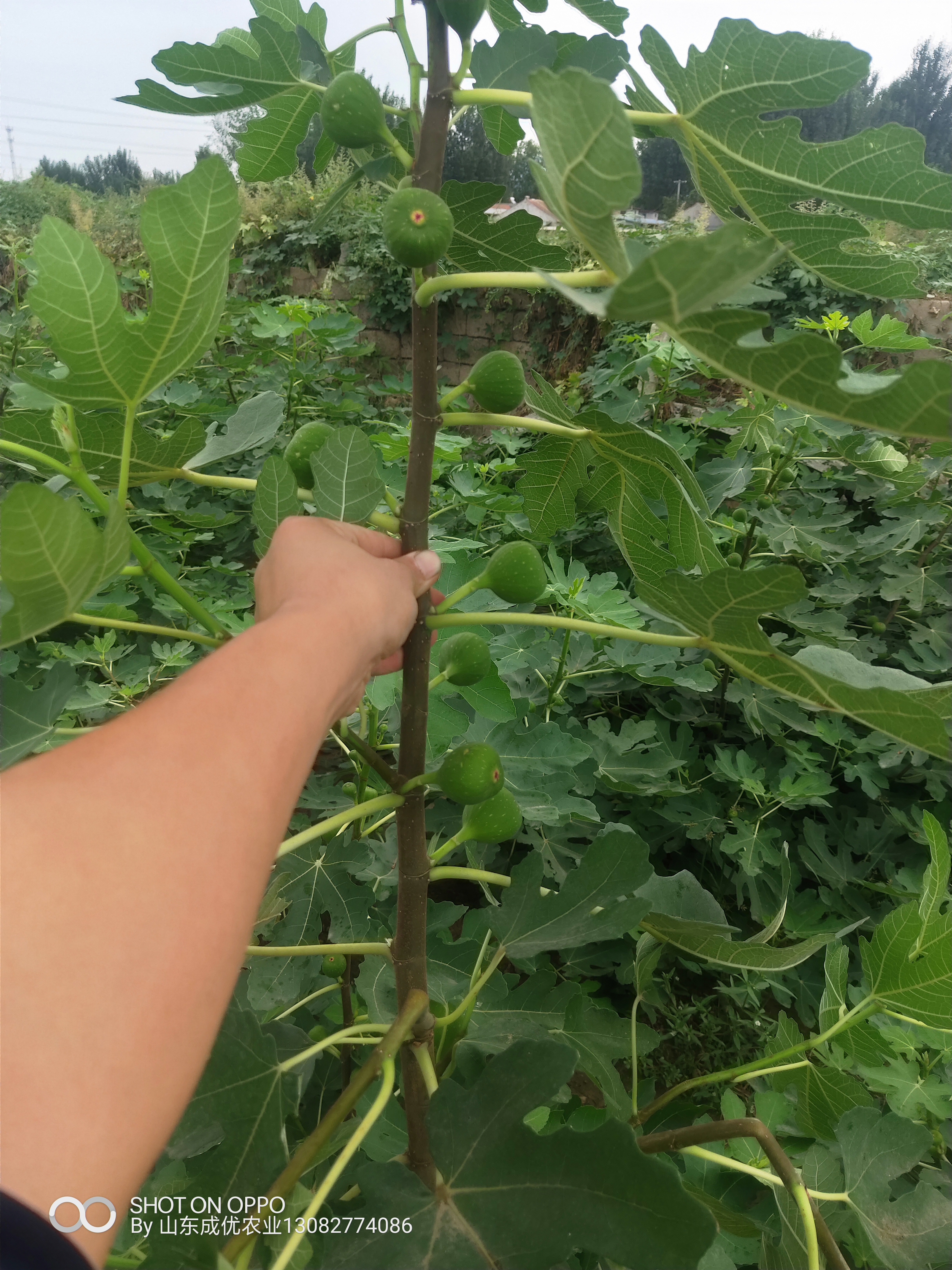 無花果 無花果樹苗哪里有賣