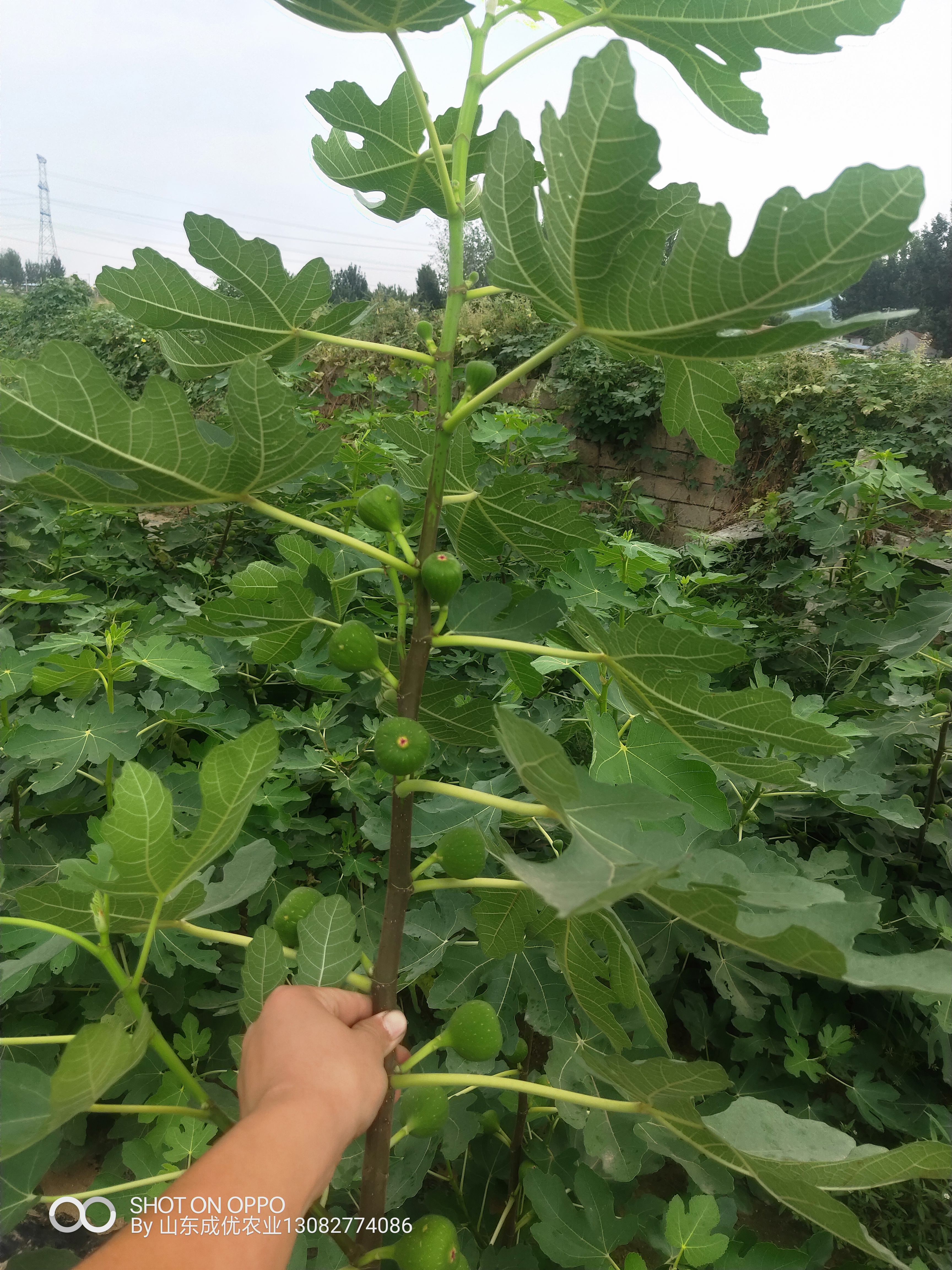 山东无花果基地 威海无花果树苗价格