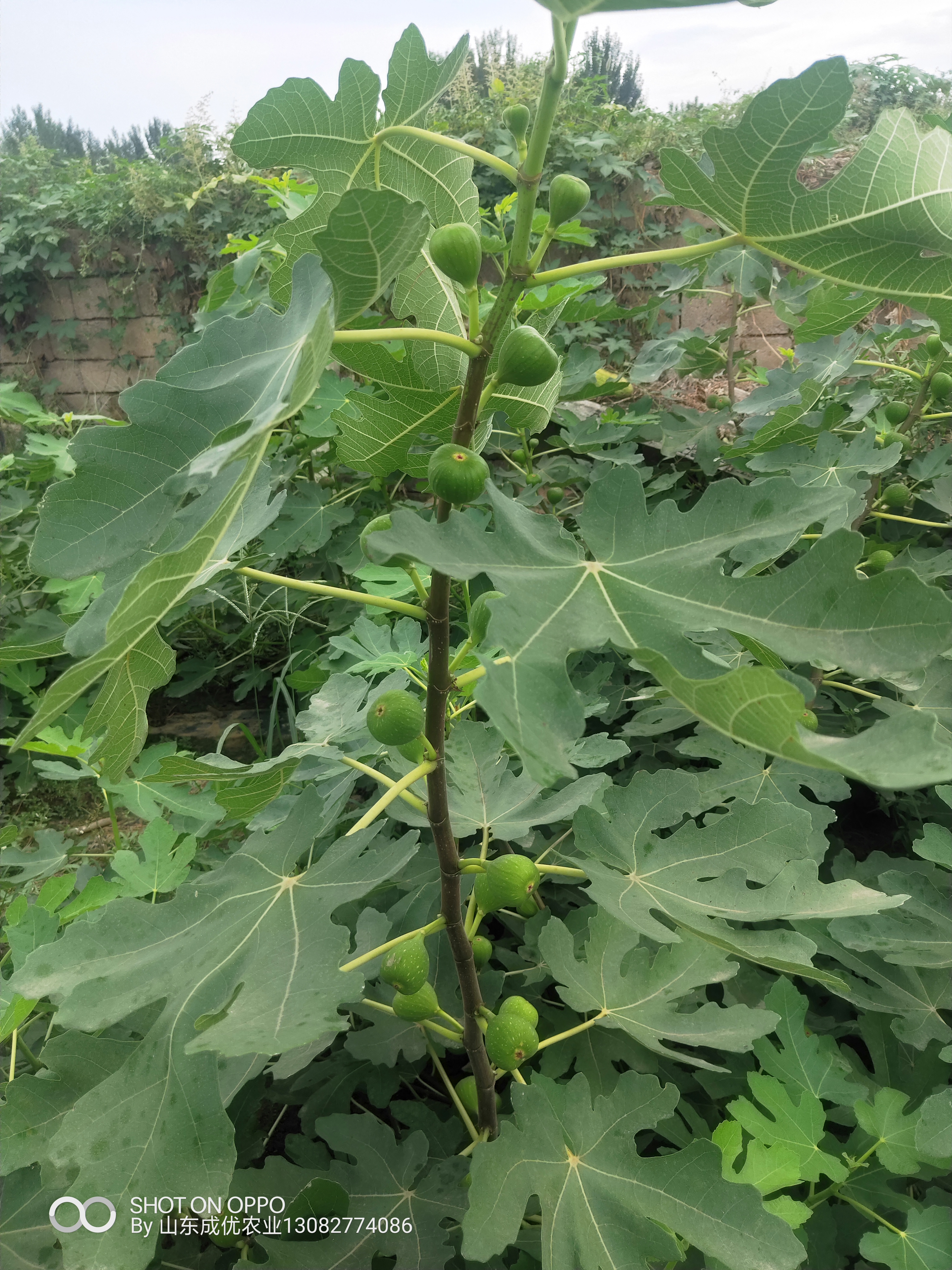 哪里卖无花果树苗 无花果树苗品种好