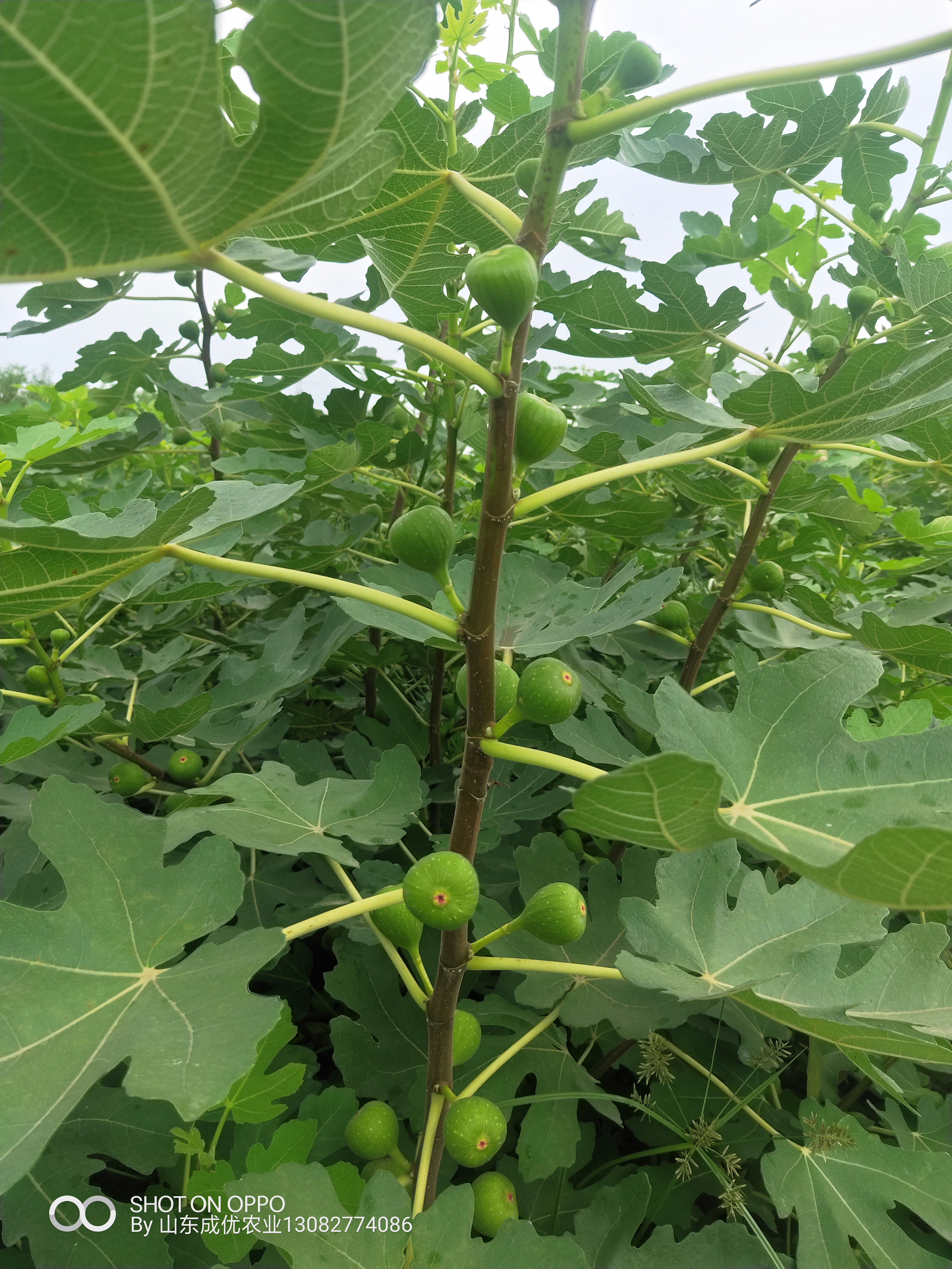 山东无花果基地 威海无花果树苗价格