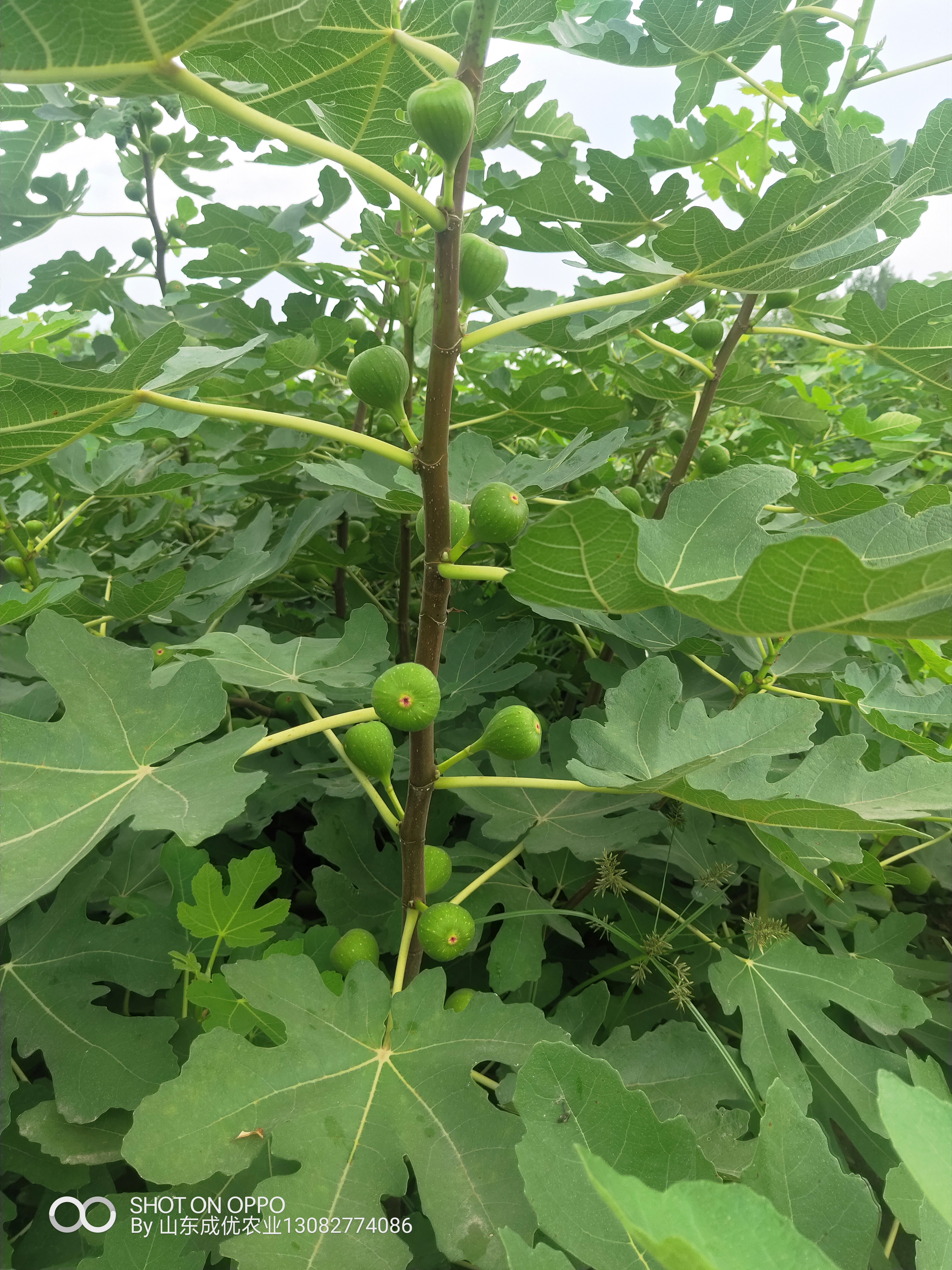 哪里卖无花果树苗 无花果树苗品种好