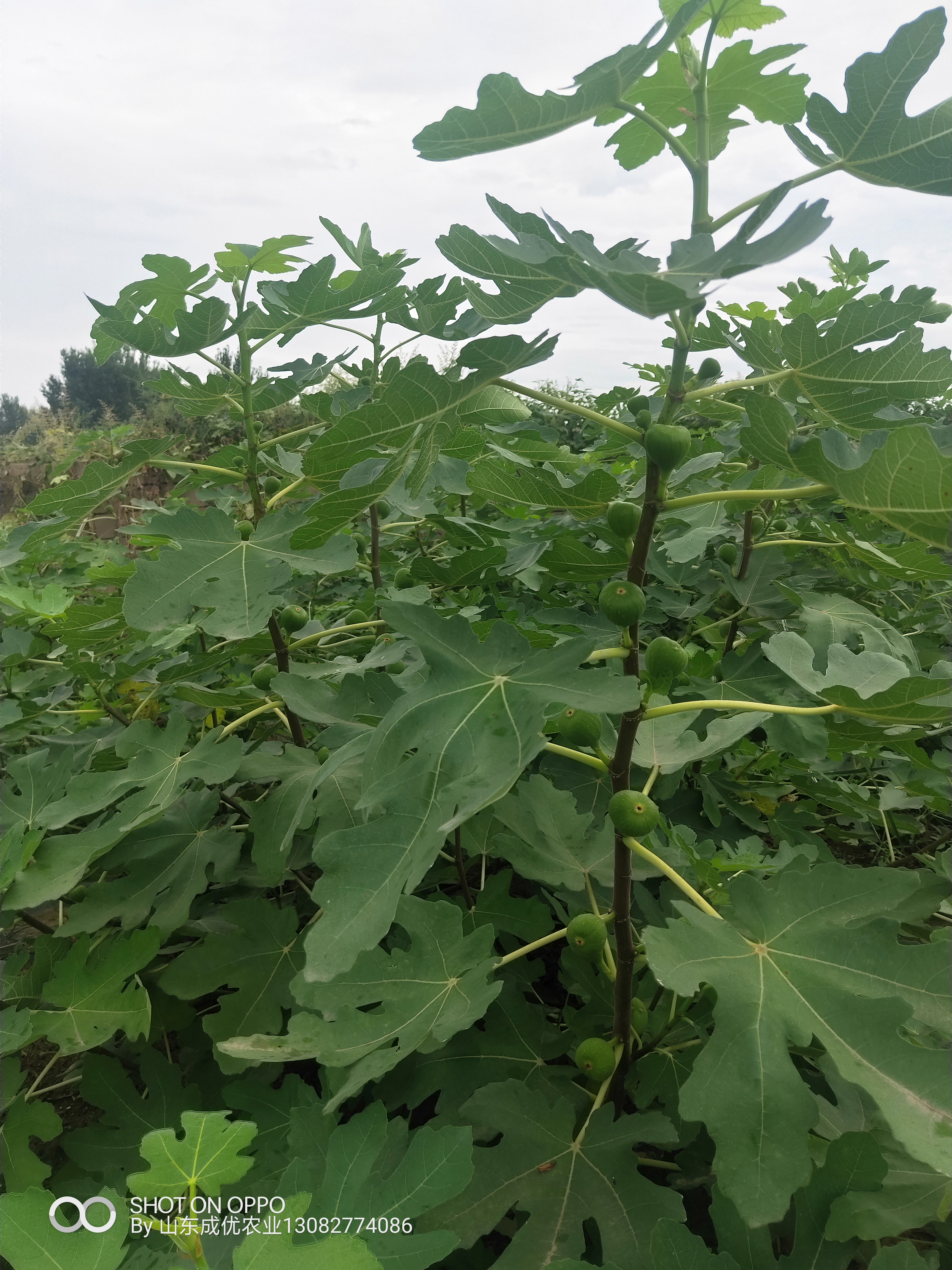 哪里卖无花果树苗 无花果树苗品种好