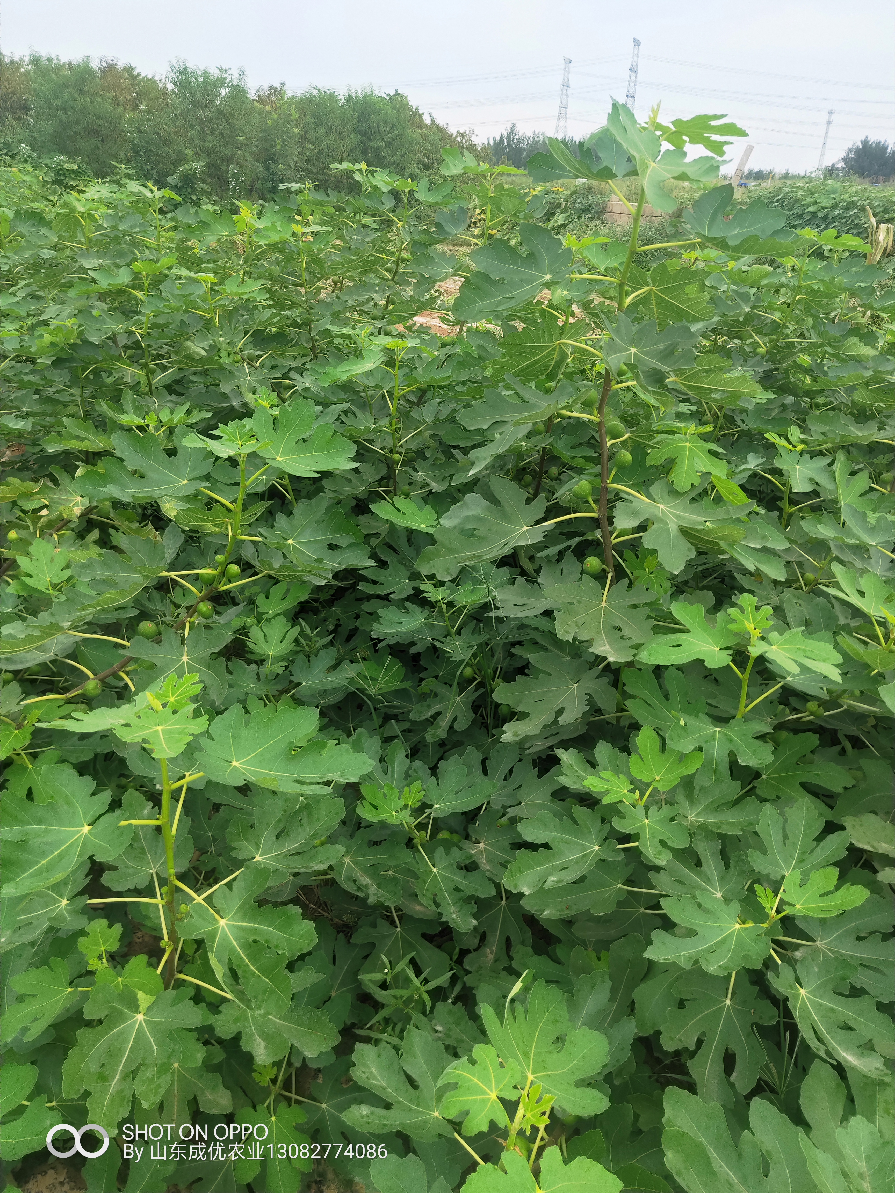 波姬紅無花果 威海無花果樹苗價(jià)格
