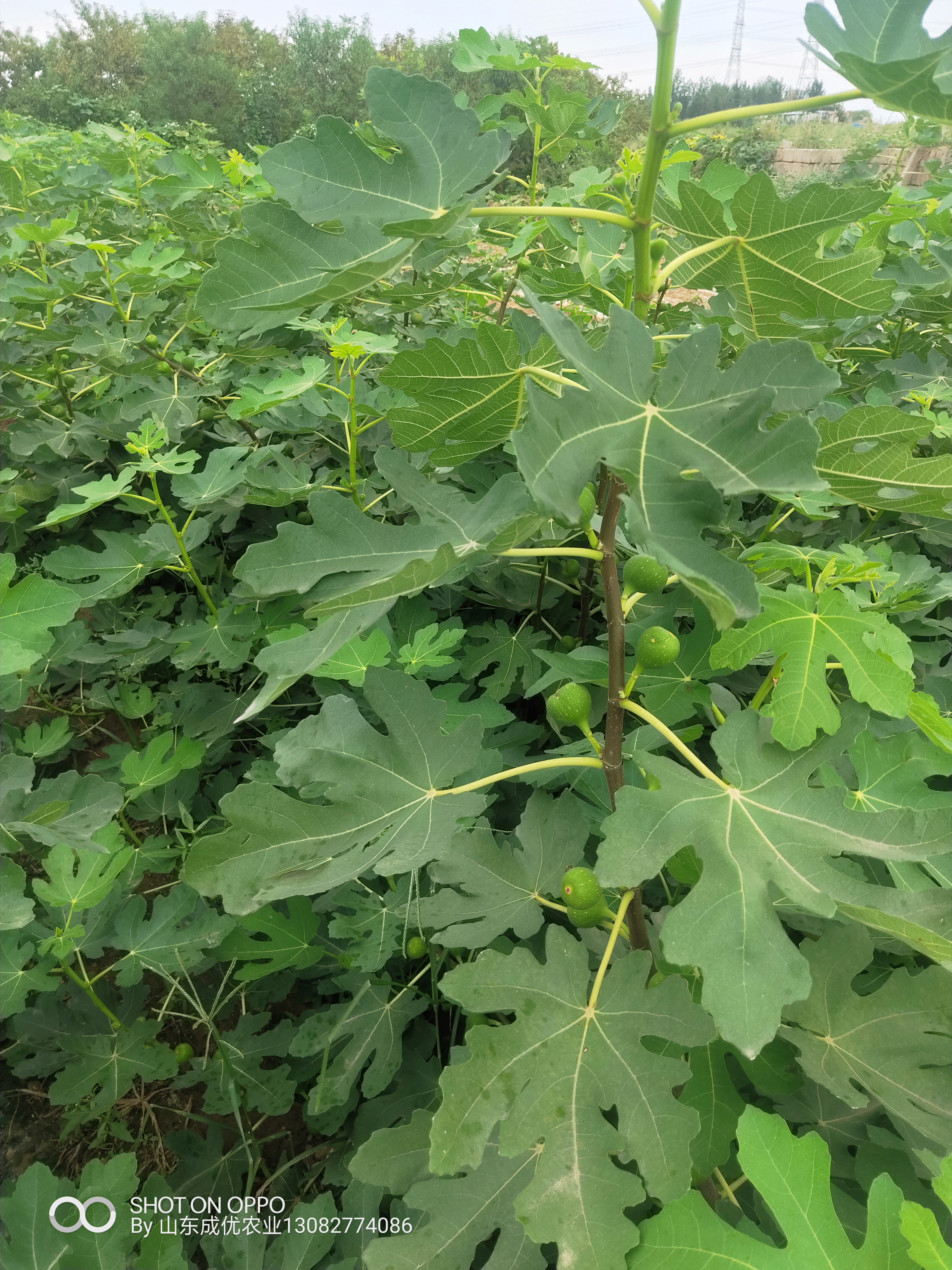 山东无花果基地 威海无花果树苗价格