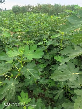無花果新品種無花果樹苗批發(fā)