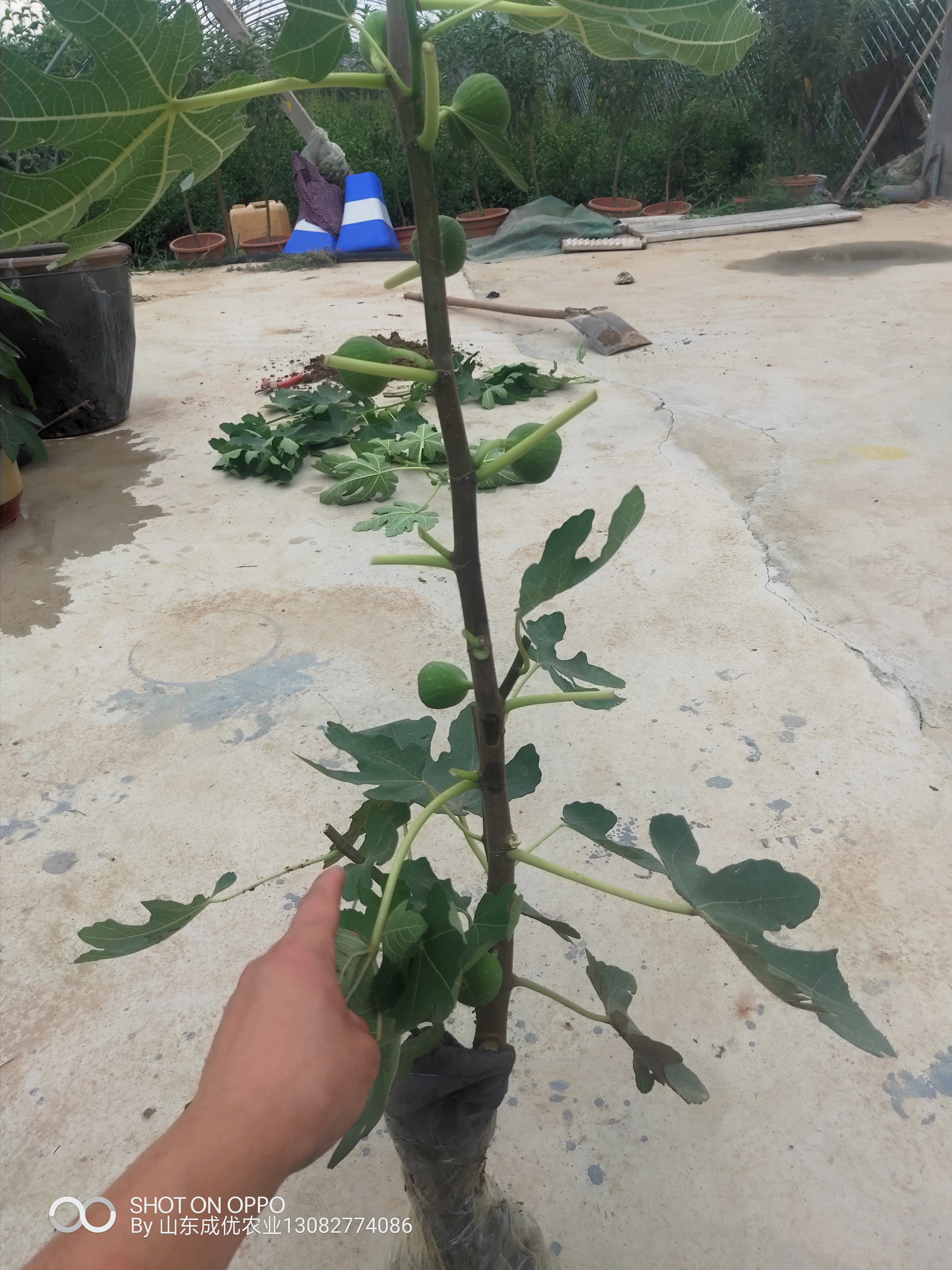 無花果那個好吃 無花果樹苗哪里買