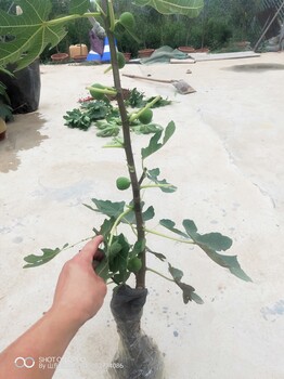 哪里賣無花果樹苗浙江無花果樹苗價(jià)格