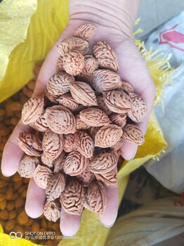 桃樹(shù)種子黃桃種子種植技術(shù)