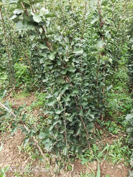 山楂樹苗基地山楂樹苗批發(fā)基地山東