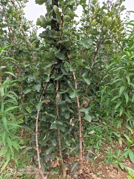 山楂樹苗山楂樹苗品種哪個好
