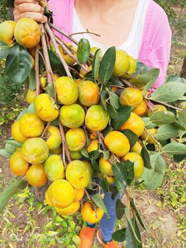 山楂樹(shù)苗怎么種植山楂樹(shù)苗基地