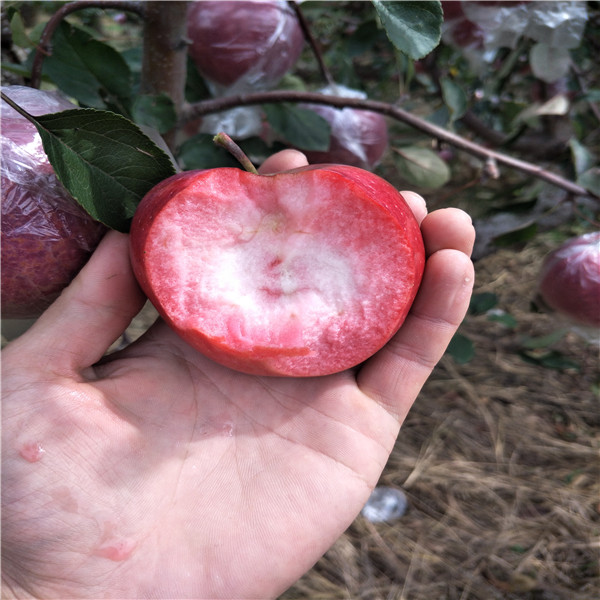 維納斯蘋(píng)果苗 蘋(píng)果樹(shù)苗圖片梅8