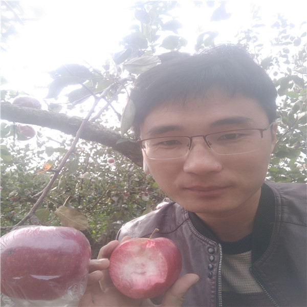 煙富8號(hào)蘋(píng)果苗 紅富士蘋(píng)果樹(shù)苗基地