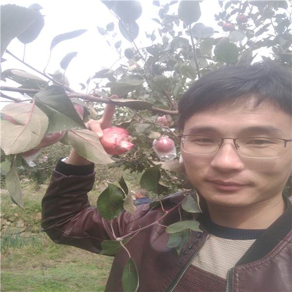 維納斯蘋果苗 黑蘋果樹苗幾年掛果
