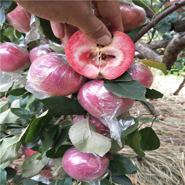 維納斯蘋(píng)果苗 山東煙臺(tái)蘋(píng)果樹(shù)苗基地