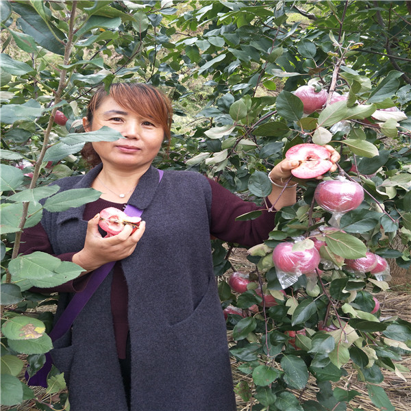 鲁丽苹果树苗 花花牛苹果树苗价格表