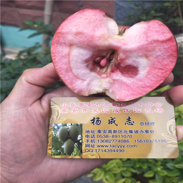 維納斯黃金蘋(píng)果苗 吉林蘋(píng)果樹(shù)苗批發(fā)