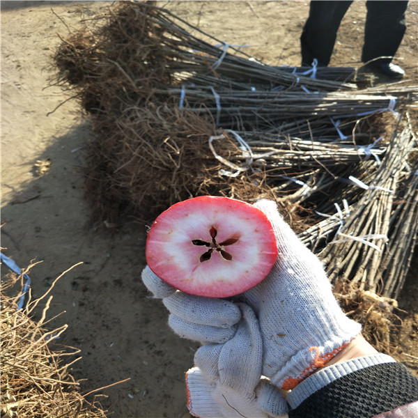 苹果苗 苹果树苗什么时候种植