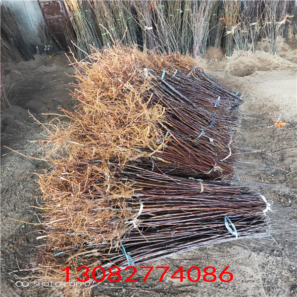 煙富0號蘋果苗 紅富士蘋果樹苗批發(fā)