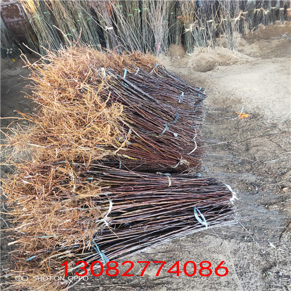 蘋(píng)果樹(shù)苗 123蘋(píng)果樹(shù)苗種植技術(shù)