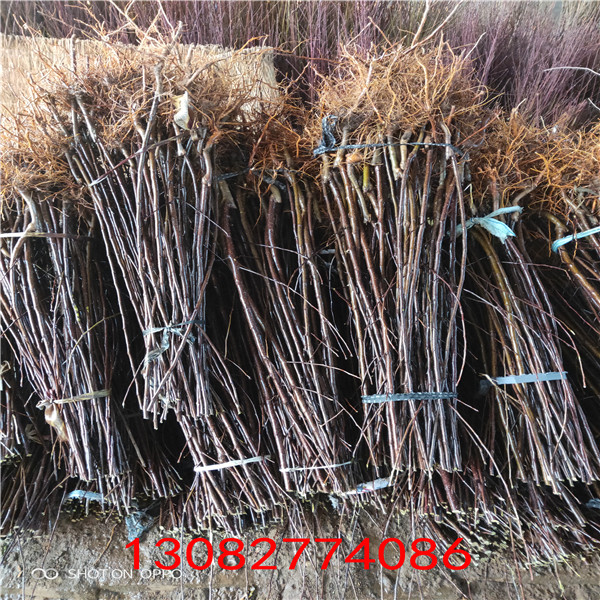 煙富0號蘋果苗 紅富士蘋果樹苗批發(fā)
