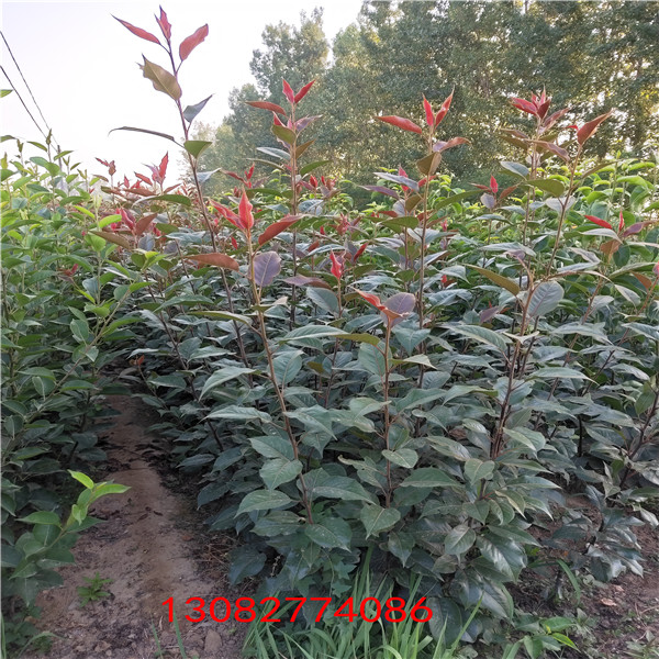 蘋果樹苗 花牛蘋果樹苗幾年結(jié)果