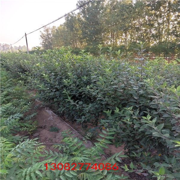 維納斯黃金蘋果苗 煙臺(tái)蘋果樹苗新品種