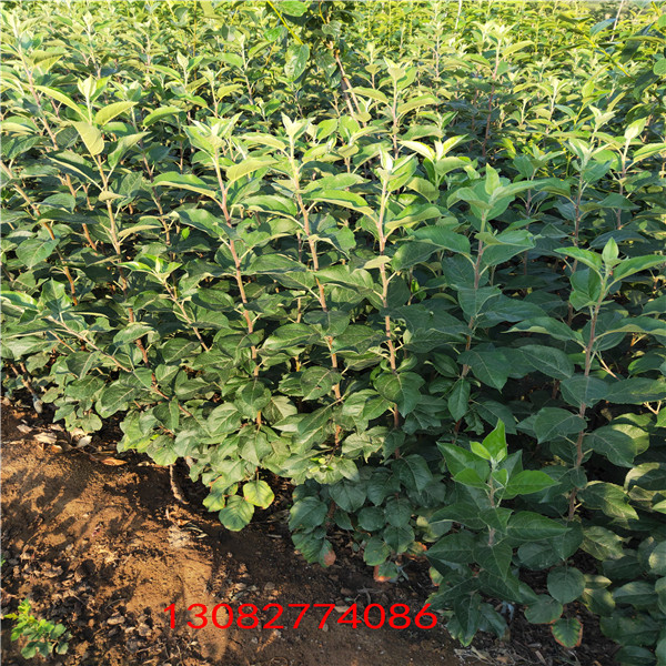 蘋(píng)果樹(shù)苗 求購(gòu)蘋(píng)果樹(shù)苗新品種