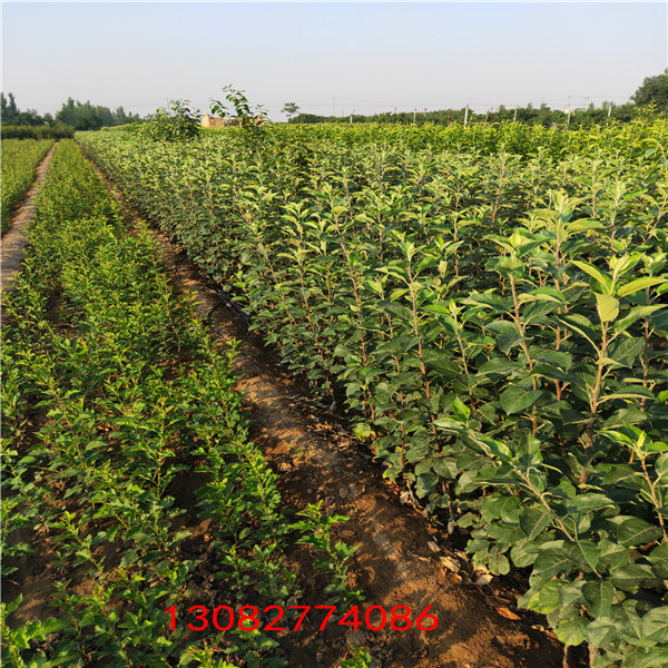 蘋果苗 花花牛蘋果樹苗價(jià)格表