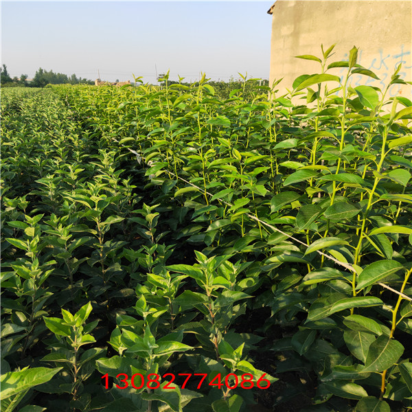蘋果樹苗 花牛蘋果樹苗幾年結(jié)果