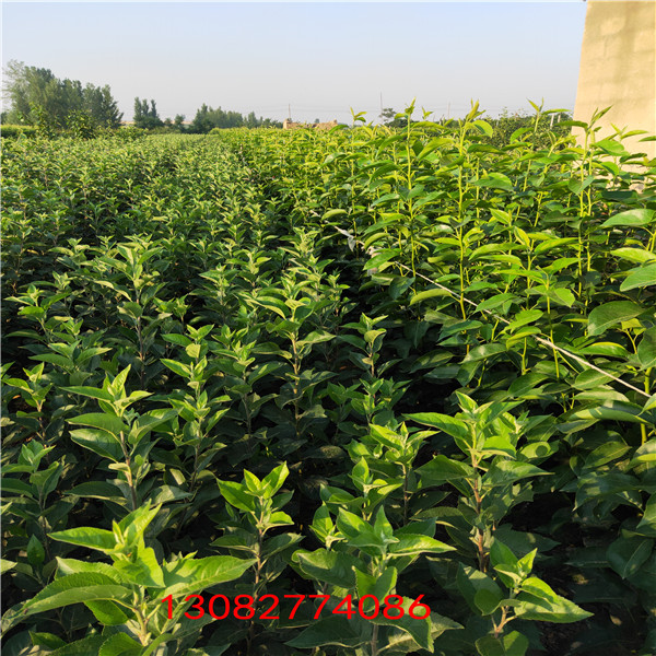 維納斯蘋果苗 吉林蘋果樹苗批發(fā)