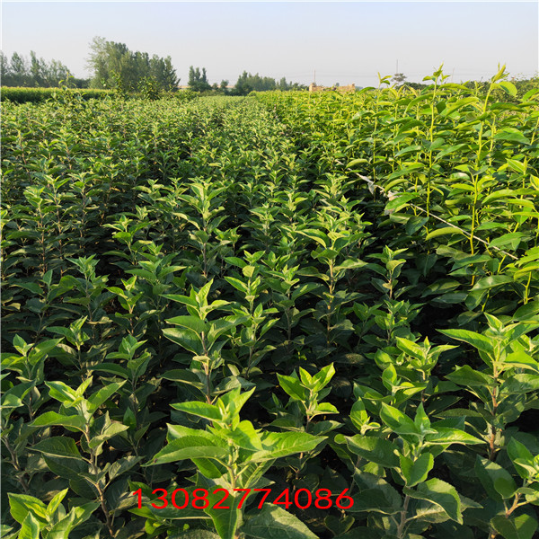 蘋果樹苗 花牛蘋果樹苗幾年結(jié)果