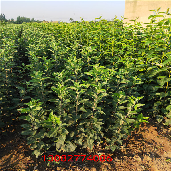 維納斯蘋(píng)果苗 蘋(píng)果樹(shù)苗幾年掛果